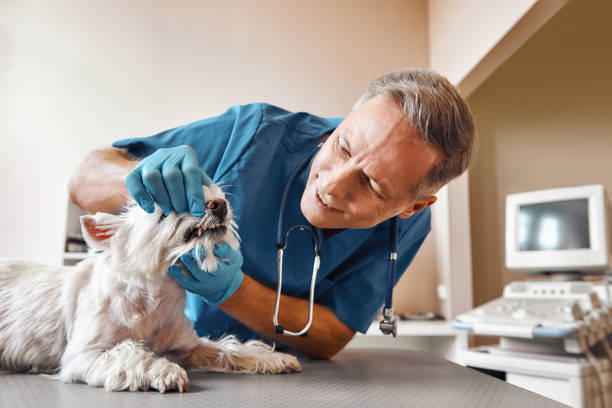 Best Same-Day Emergency Dentist in Lemmon Valley, NV